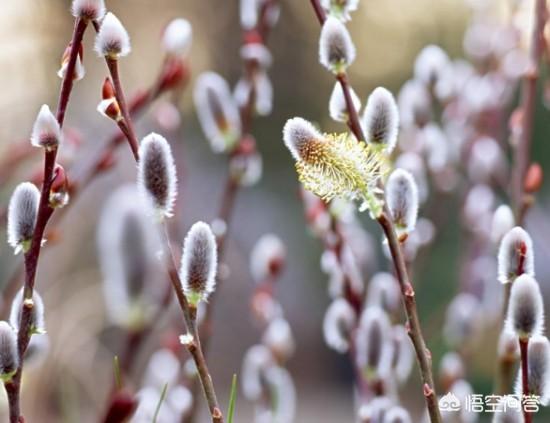 富贵竹和银柳配图片:银柳、百合和桃花可以一起水培吗？