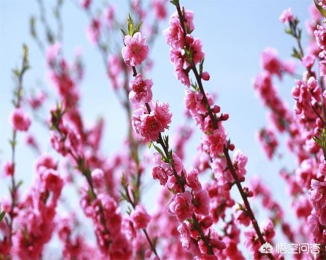 富贵竹和银柳配图片:银柳、百合和桃花可以一起水培吗？