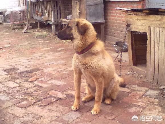 搜救犬阿虎:搜救犬阿虎评价 东北冬天气温零下30多度，农村土狗拴在外面，不怕冷吗？