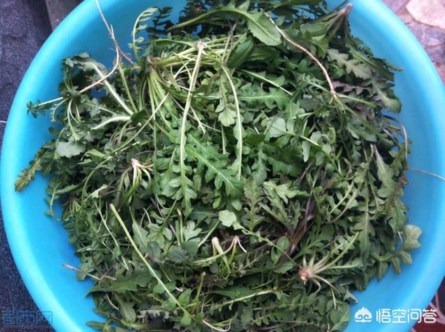 野菜种植赚钱吗？哪种野菜更受人欢迎呢？