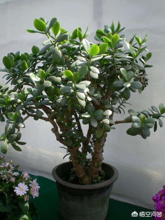 玉树养成盆景的几个技巧，为什么有人养在室内就容易挂掉呢？插图35