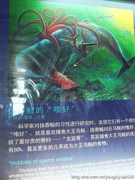 蓝色抹香鲸的图片:抹香鲸图片简笔画 龙涎香怎么来的，真是鲸鱼吐出来的吗？