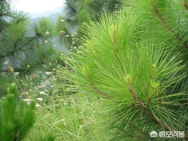 如何用松针泡水，松针是否可以泡茶？有哪些功效和作用？