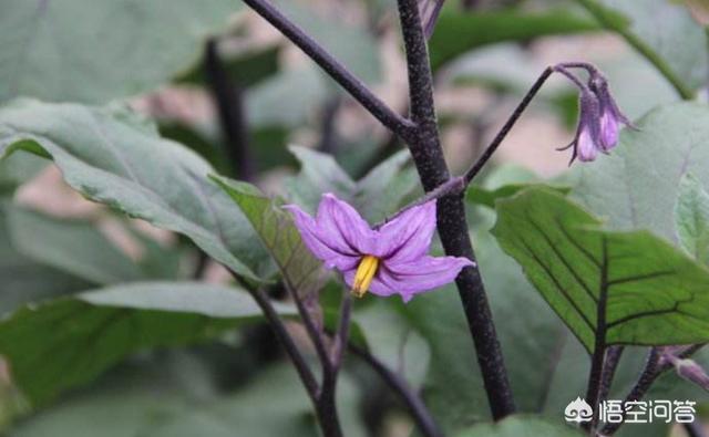 头条问答 茄子花有什么作用 17个回答