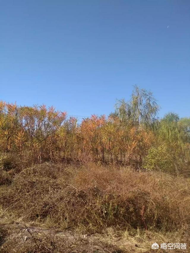 《王者荣耀》拿到金牌打野是固定加荣耀战力100多吗,有哪些技巧能获得金牌打野称号？