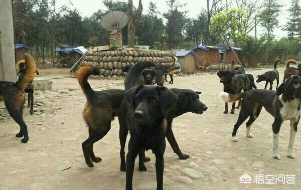 蒙古细狗比赛视频大全:我国哪种猎犬的杀伤性最强？为什么？