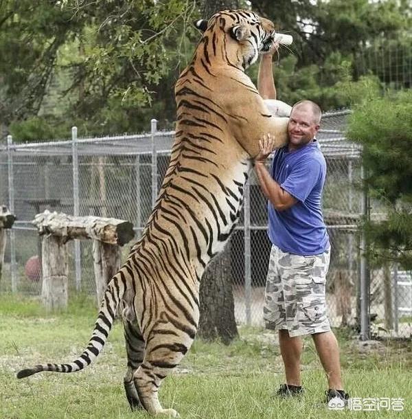 东北虎秒杀藏獒:一只成年藏獒可以打得过同体型的老虎吗？为什么？
