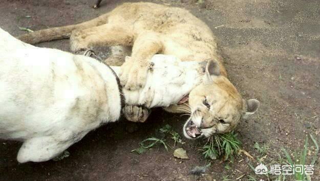 阿根廷獒犬的宠物知识:阿根廷獒犬打架 世上有哪些狗敢和野兽搏斗？有何依据？