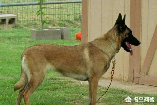 北京马犬警犬:服从性强的狗有哪些？为什么说这些狗的服从性强？
