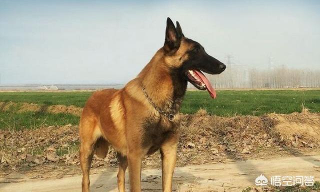 北京马犬警犬:服从性强的狗有哪些？为什么说这些狗的服从性强？