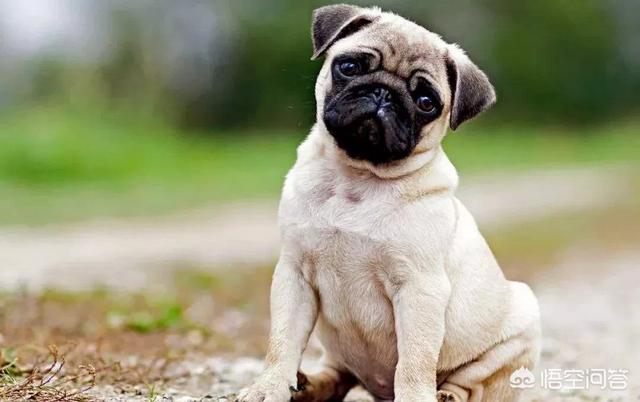 八哥狗图片:巴哥犬图片大全大图 城市里可以养巴哥犬吗？巴哥犬好养吗？