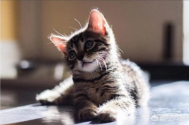 新手养猫注意事项两个月:新手养猫之困惑：两个月异短拉稀很臭还黄黄的？