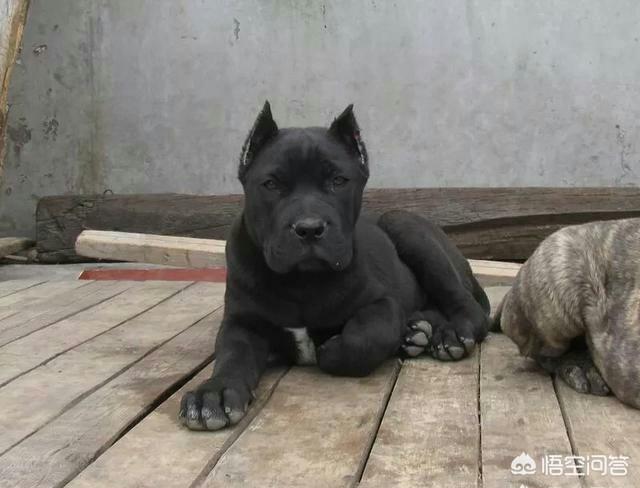 纯种可卡幼犬:拉布拉多犬怎么选纯种呢？