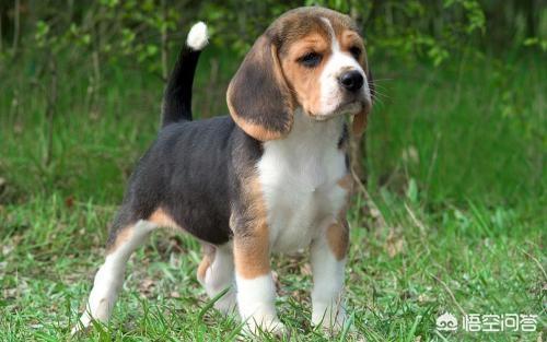 玉山比格犬论坛:比格狗狗的毛发怎样做才能发亮？