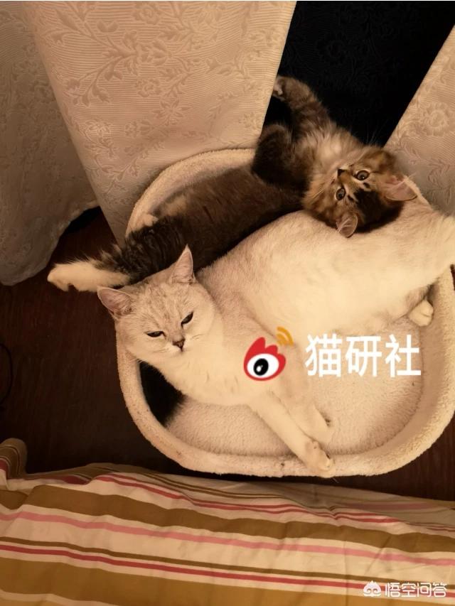 不爽猫图片大全:家养的猫咪突然不用猫砂盆了，到处乱便便，怎么回事，怎么办？