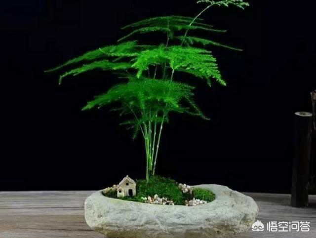 盆景五大流派:做盆栽的话，需要什么样的技术？