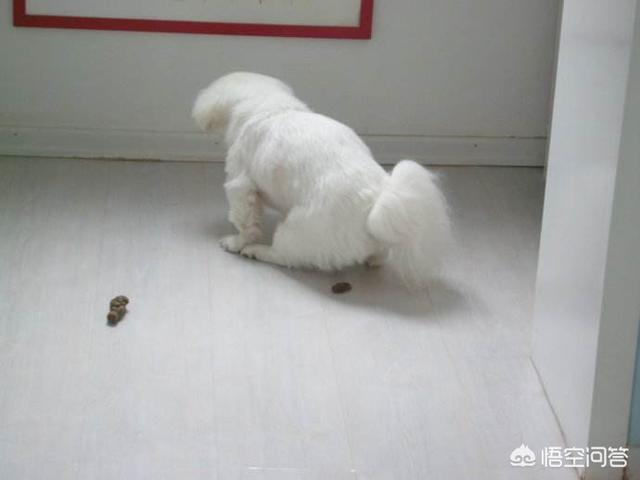 普及宠物狗知识贴:养狗狗的基本常识有哪些？