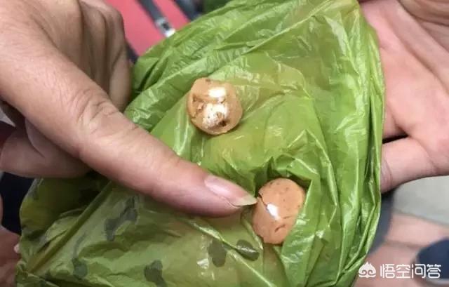 狗伤人:农村流浪狗成群，为何不像城里那样，发生宠物狗伤人事件？