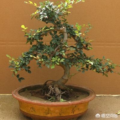 小微型榆树盆景可以在室内过冬吗？需要注意什么？