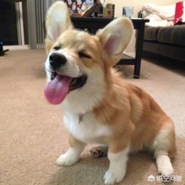 柯基犬智商:喜欢聪明的狗狗，养边牧好，还是柯基好？