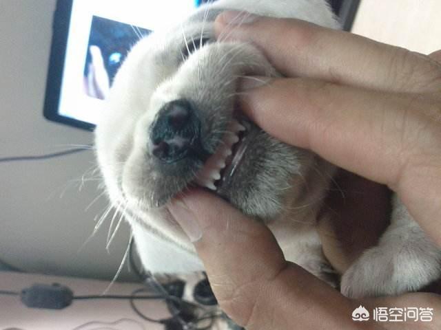 狗狗心事2下载:狗狗两岁了还不换牙了，应该怎么办？ 狗狗心事txt下载