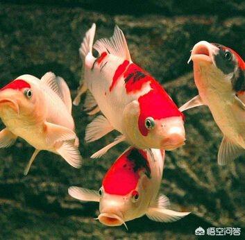 锦鲤鱼吃什么药:养鱼的高手来帮我看看我的锦鲤怎么了？