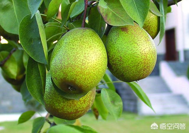 头条问答 黄花梨树结梨吗 文坛木匠的回答 0赞