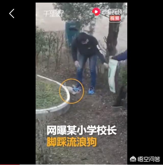 李宇春鞋被狗咬烂:安徽岳西小学校长校内脚踩流浪狗被热议，你怎么看？