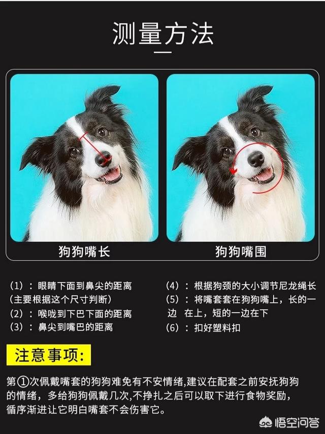 茶杯犬是怎么做出来的:如何给茶杯犬购买或制作嘴套？