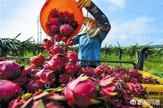 火龙果怎么切,栽种火龙果枝条基部怎么切？