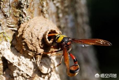 吃蜂蛹过敏怎么办，有哪些东西，是只有在农村才有可能吃得到的呢