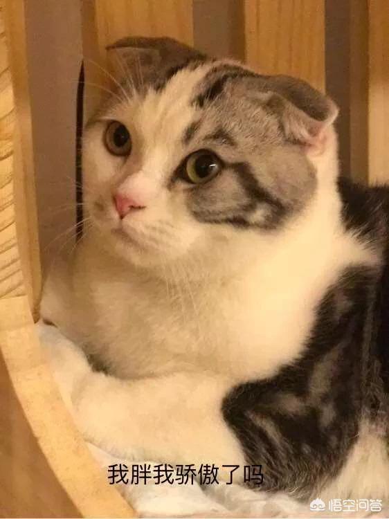 猫咪发腮有哪些特征？