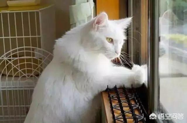 甘肃 猫坚强:养猫，有哪些事情需要注意？ 我甘肃坚强