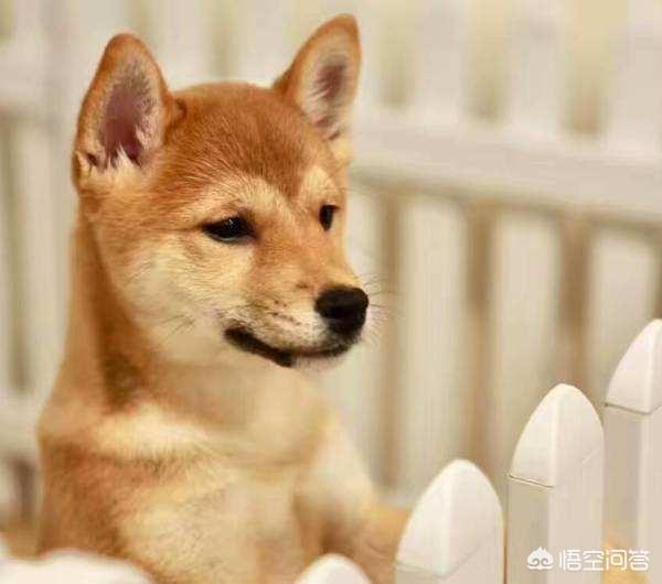 头条问答 三个月的柴犬便秘久了有什么后果 我和宠物的故事的回答 0赞