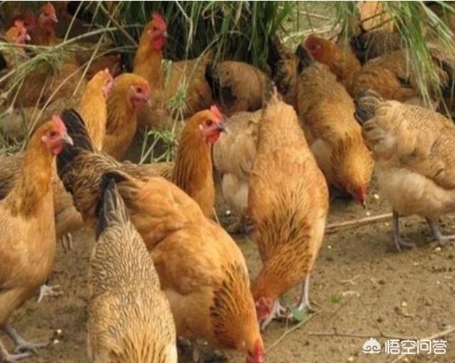 火鸡养殖成本投入多少钱:养500只真正的有机土鸡的成本是多少？