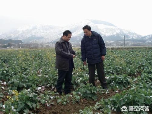 大冬瓜幼苗蚜虫怎么防治:油菜有蚜虫、菜青虫和蜗牛，该怎么防治？