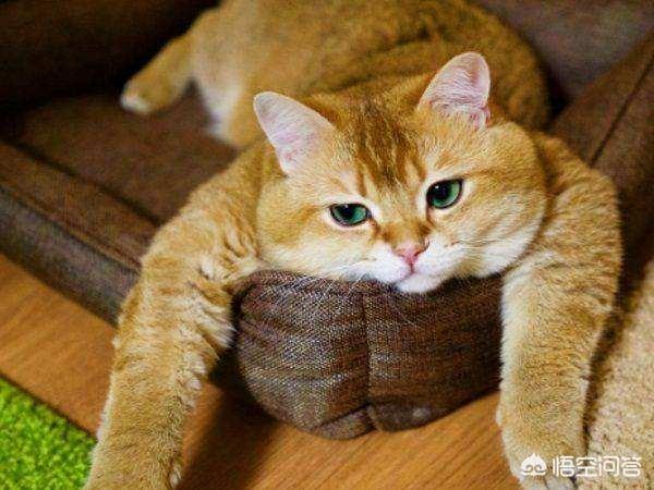 猫咪减肥容易吗:我家的猫是不是有点胖了，该怎么减肥？
