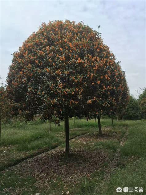 哪些品种的桂花树最贵？