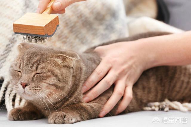 墙壁猫爬架:如何让猫咪拥有一身漂亮毛发？