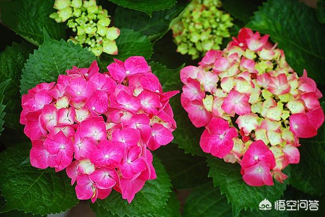 木绣球 八仙花:八仙花怎么施磷酸二氢钾？