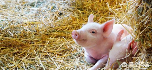 猪的正常体温是多少度?:猪的体温是37度，该打什么针呢？怎样养好猪？