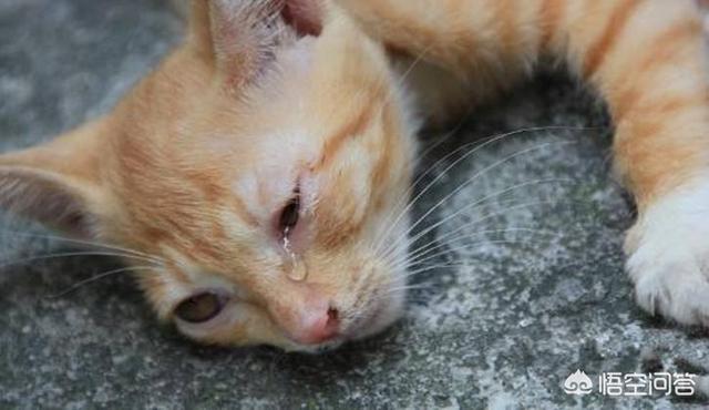 水煮活猫残忍图片:虐猫的人，是一种什么样的心理？