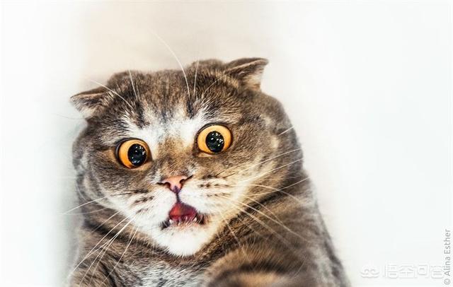cf猫咪透视辅助官网最新版:你有没有拍到有趣的猫咪照片，分享一下？