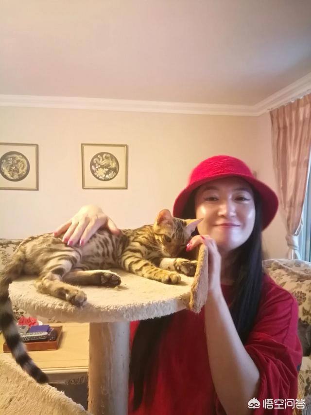 孟加拉猫是豹猫吗:两个月大的豹猫爱咬人怎么办？ 萨凡纳猫和孟加拉豹猫的区别