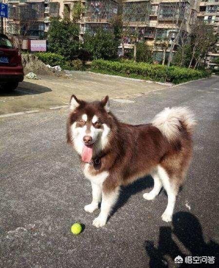 阿拉斯加犬性格脾气:阿拉斯加出门害怕，该怎么办？