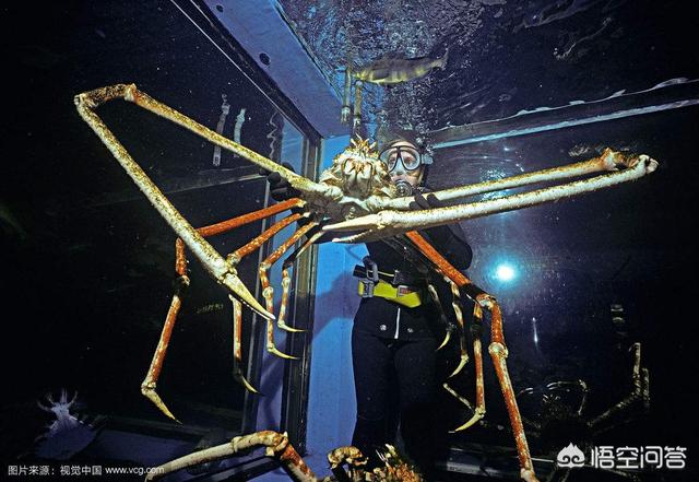 蜘蛛蟹能吃吗，甘氏巨螯蟹堪称世界上最大的螃蟹，传言可杀人，是真的吗