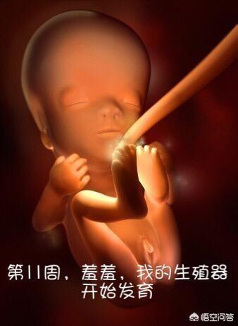 宝宝是如何从胚胎蜕变为胎儿的？