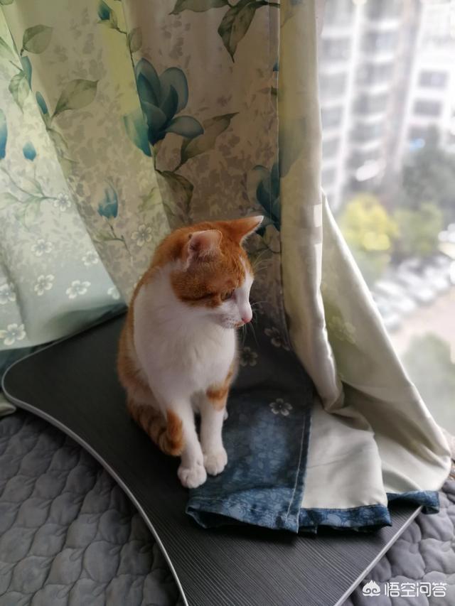 宠物小猫咪:家猫不出门会不会觉得闷呢？
