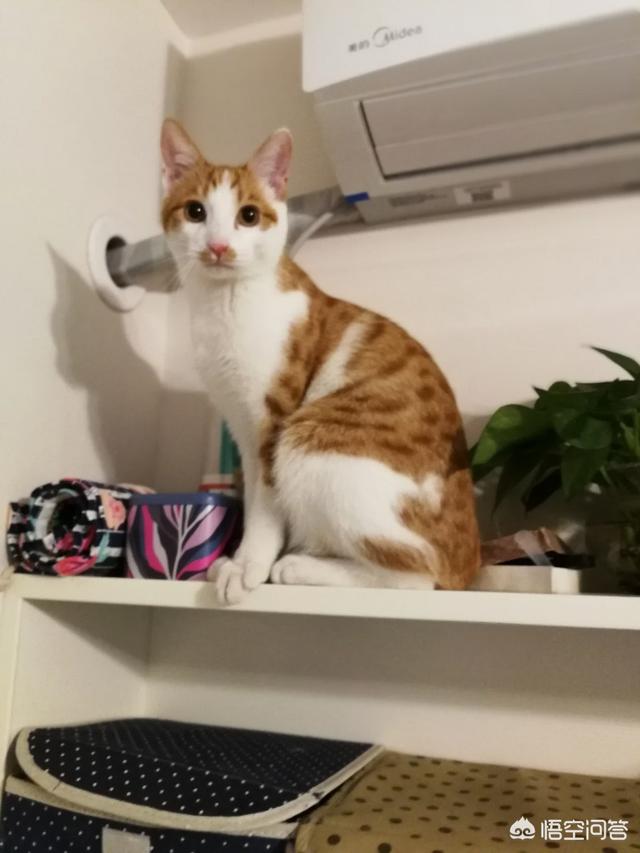 宠物小猫咪:家猫不出门会不会觉得闷呢？
