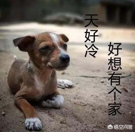 巧克力对于狗来说是致命的吗:饲养狗狗时，有哪些禁区不能犯？